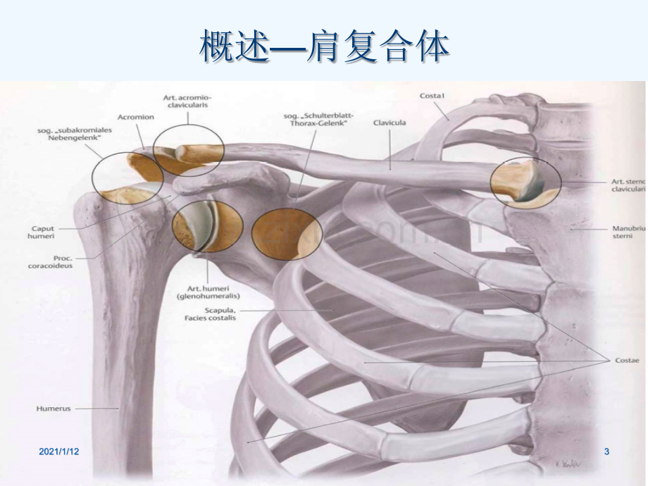 肩关节周围炎的康复治疗.ppt_第3页