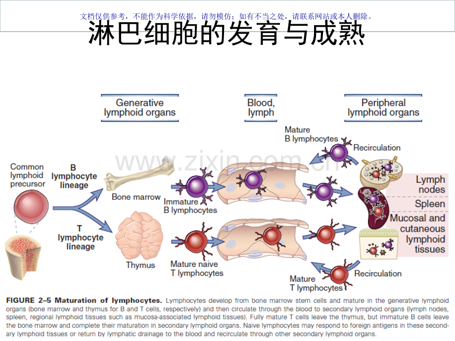 免疫学T细胞发育活化分化和效应机制课件.ppt_第3页