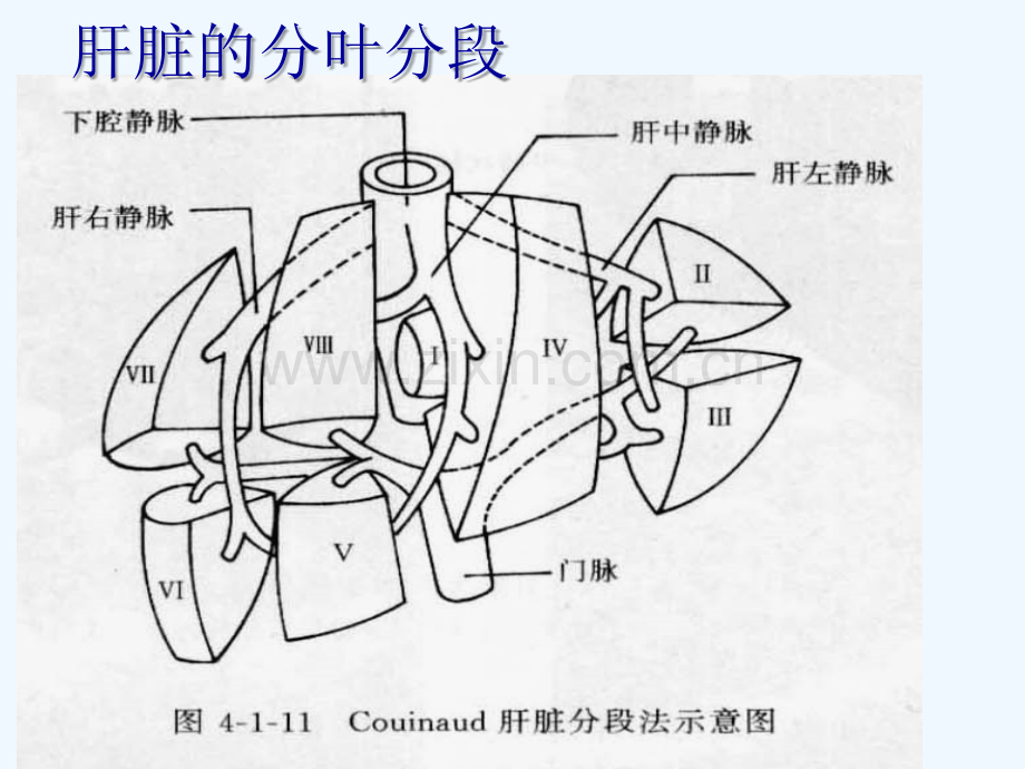 肝脏分叶分区.ppt_第3页