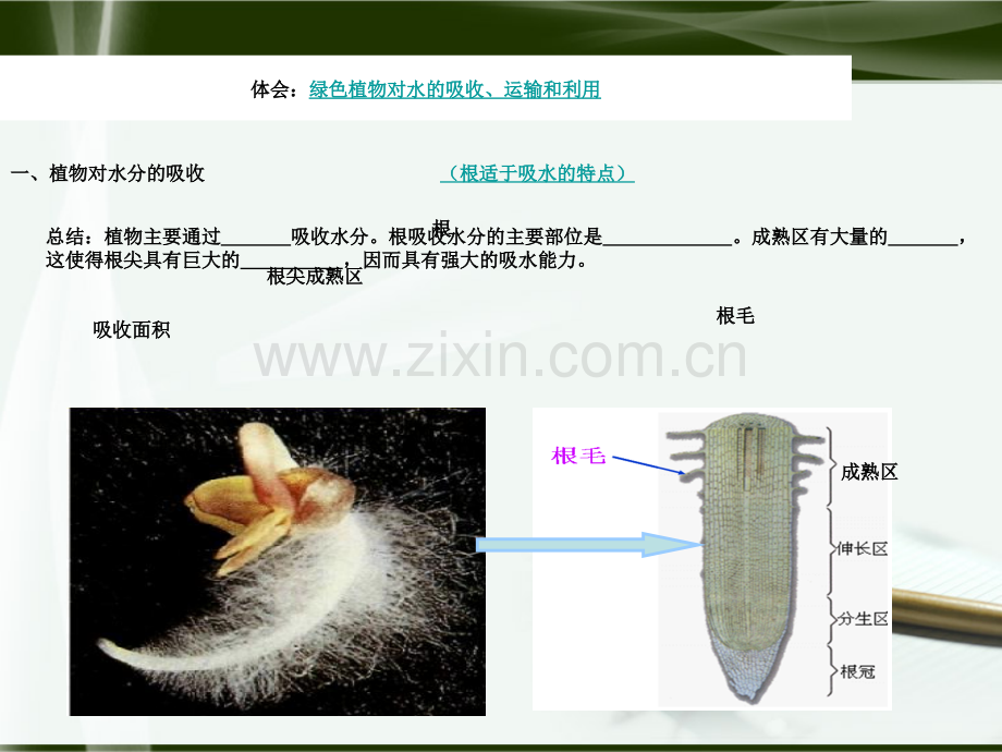 新人版七年级生物教案绿色植物参与生物圈水循环.pptx_第3页