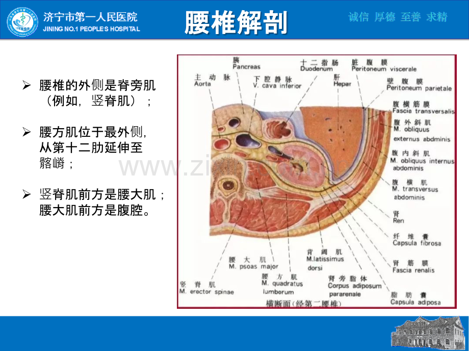 PPT医学课件脊柱超声学习笔记讲义.ppt_第2页