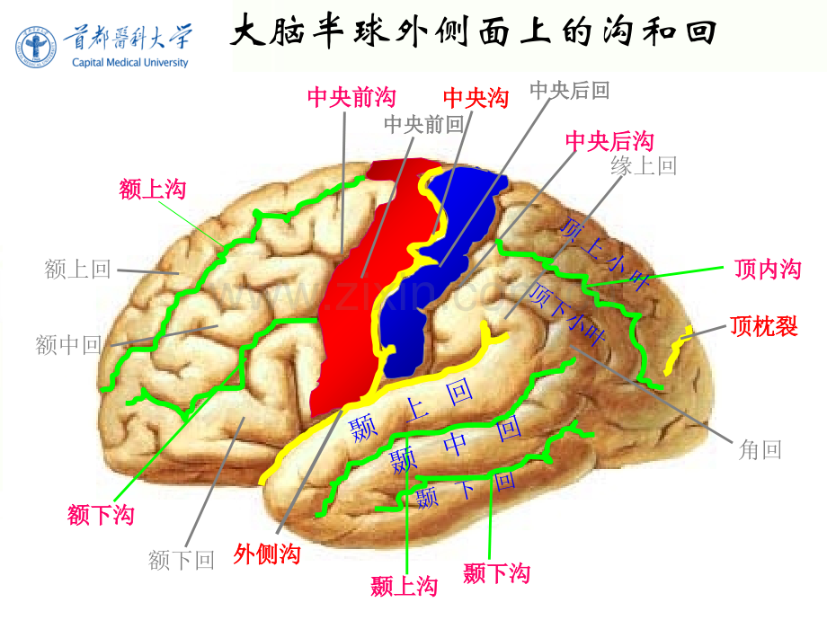 脑功能区定位2.ppt_第3页