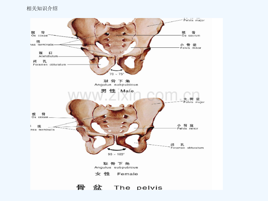 骨盆骨折的护理查房--.ppt_第3页