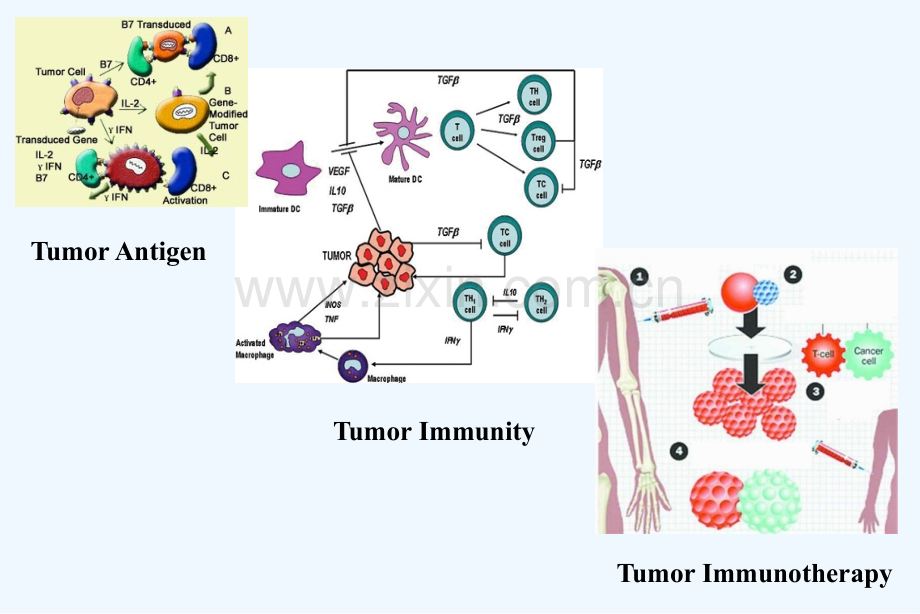肿瘤免疫和免疫治疗.ppt_第2页