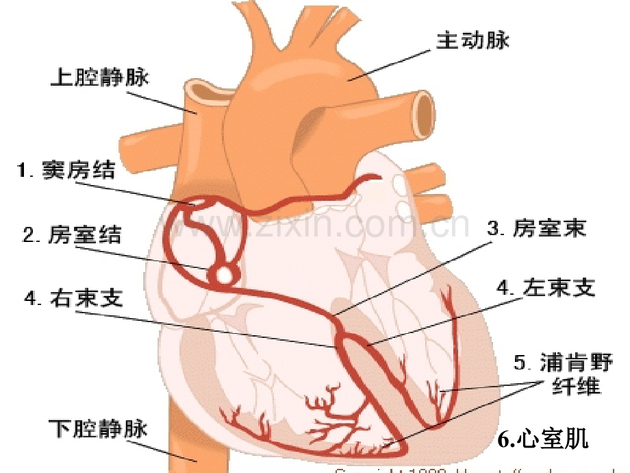 临床常见心律失常心电图波形ppt培训课件.ppt_第3页