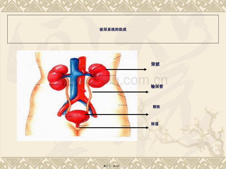 泌尿系统常见症状体征护理.ppt_第3页