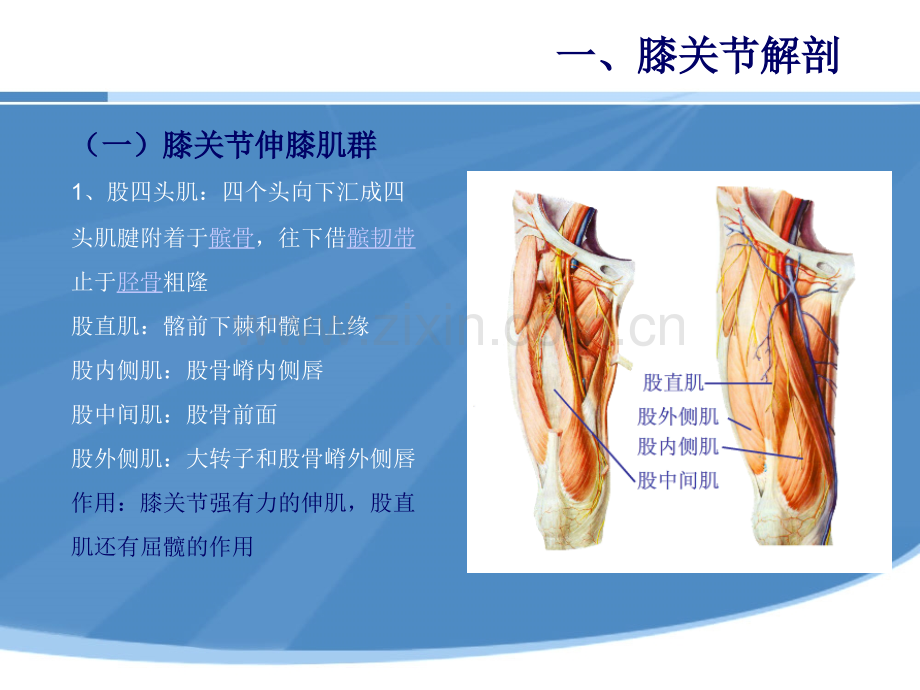 PPT医学课件膝过伸治疗医学知识专题讲座讲义.ppt_第3页