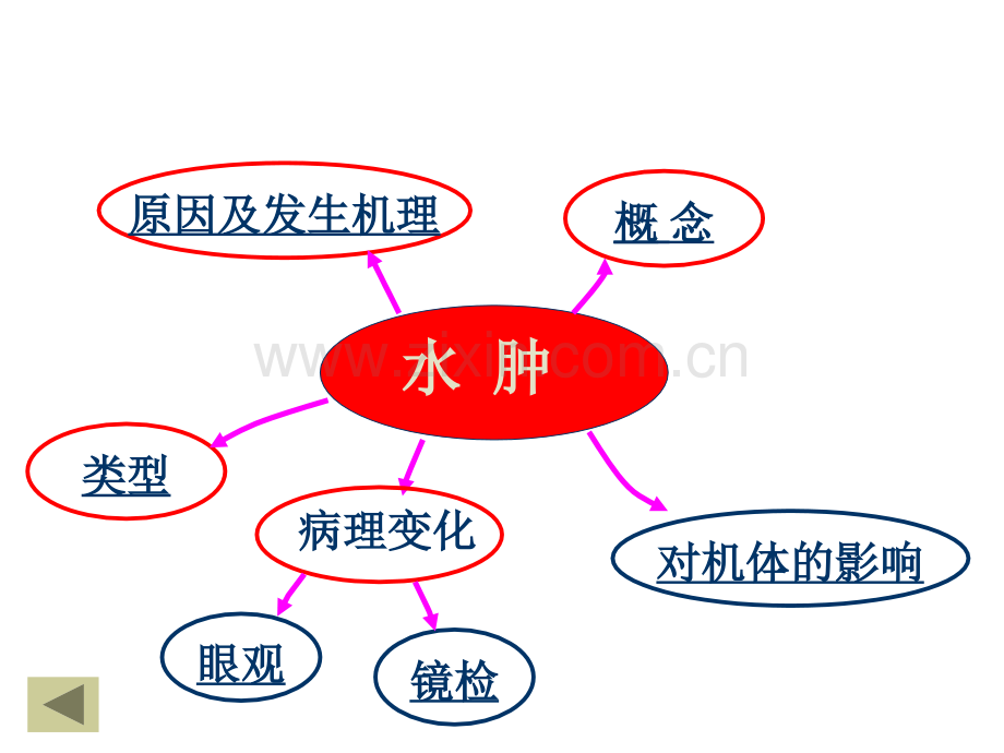 动物病理学水肿和脱水PPT培训课件.ppt_第2页