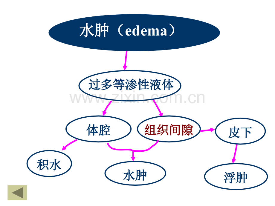 动物病理学水肿和脱水PPT培训课件.ppt_第3页