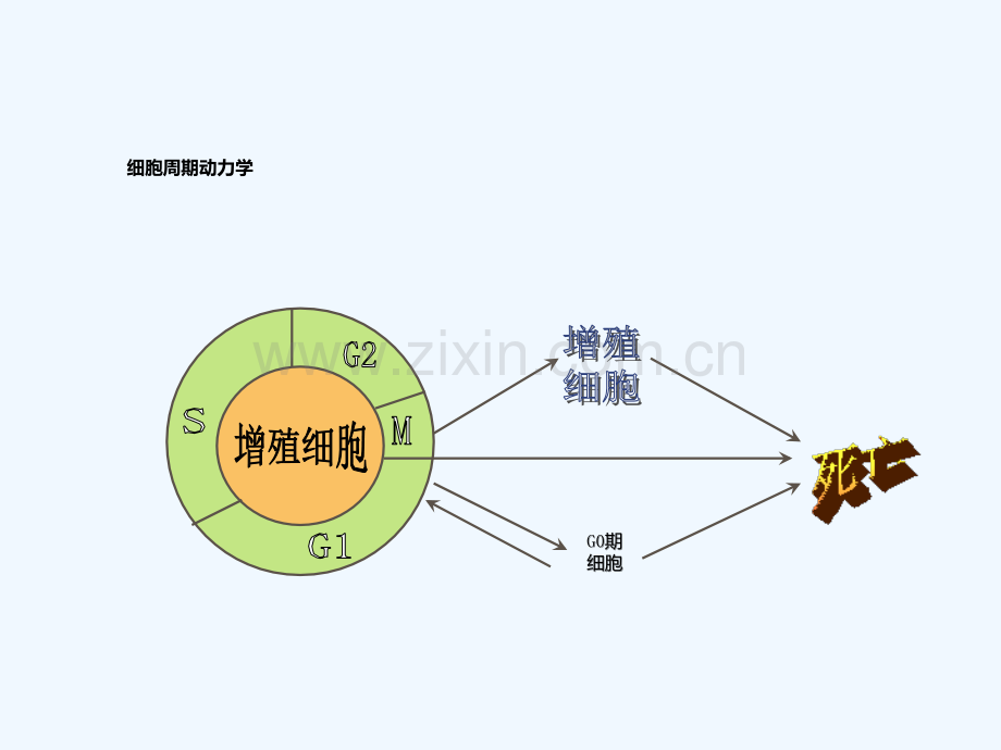 肺癌常用化疗药物介绍.ppt_第3页