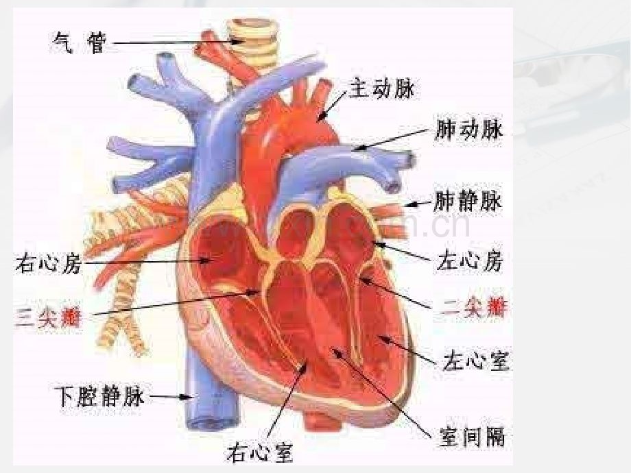 急性左心衰应急预案.ppt_第3页