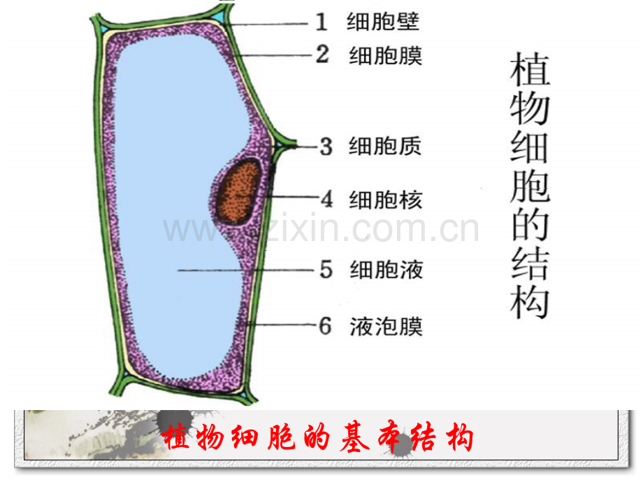 动植物细胞的结构和功能(2)专题培训课件.ppt_第1页