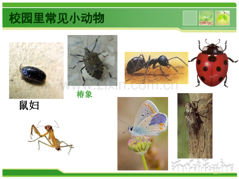 校园里的动物和动物交朋友课件省公开课一等奖新名师优质课比赛一等奖课件.pptx_第2页