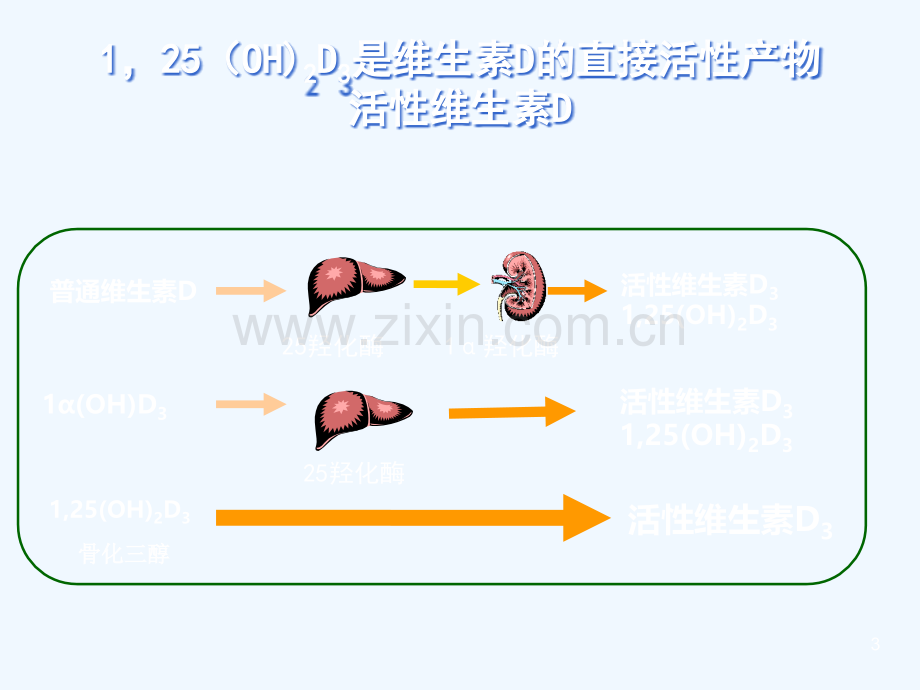 骨质疏松症治疗的联合用药.ppt_第3页