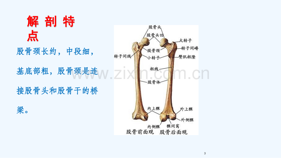 股骨颈骨折病人护理.pptx_第3页