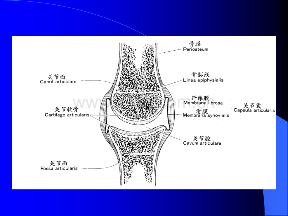 关节松动技术宣讲PPT培训课件.ppt_第2页