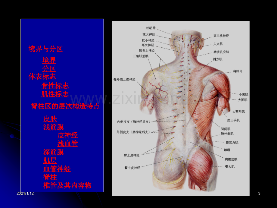 脊柱区的解剖.ppt_第3页