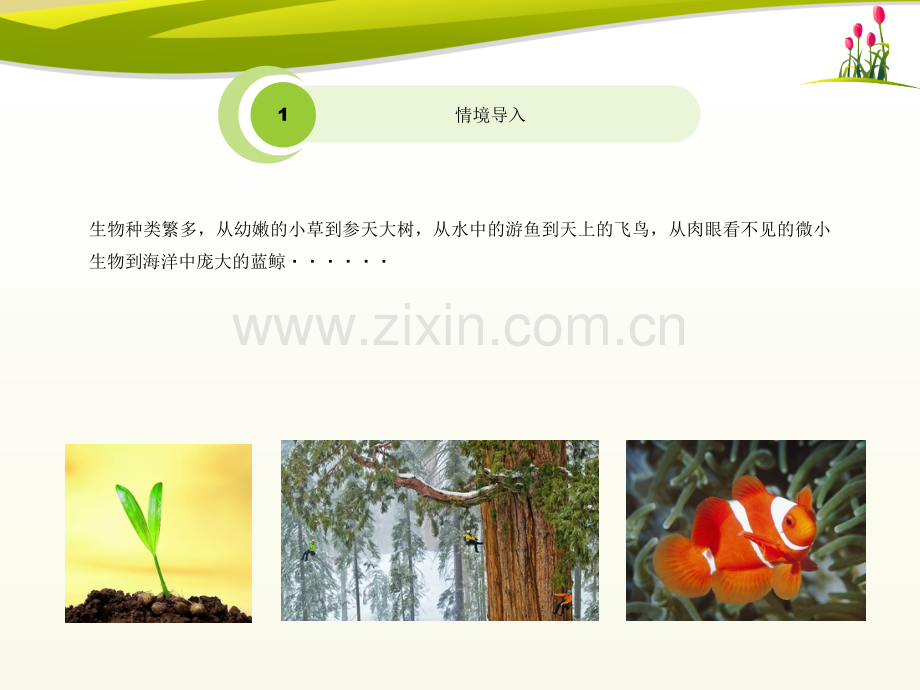 北师大版七年级生物上册11形形色色的生物优教课件.pptx_第2页