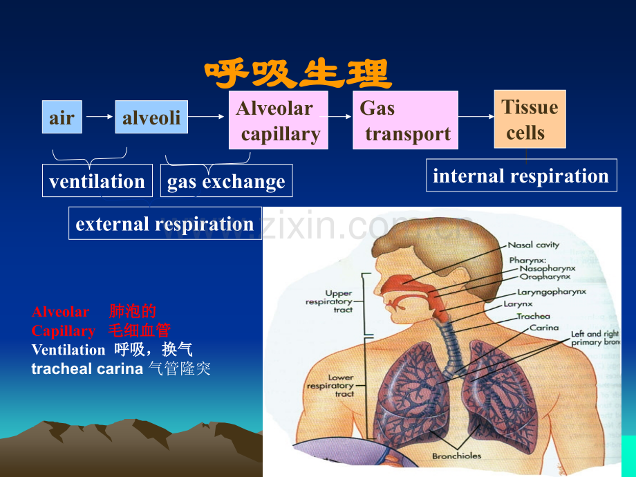 PPT医学课件血气分析解读讲义.ppt_第1页