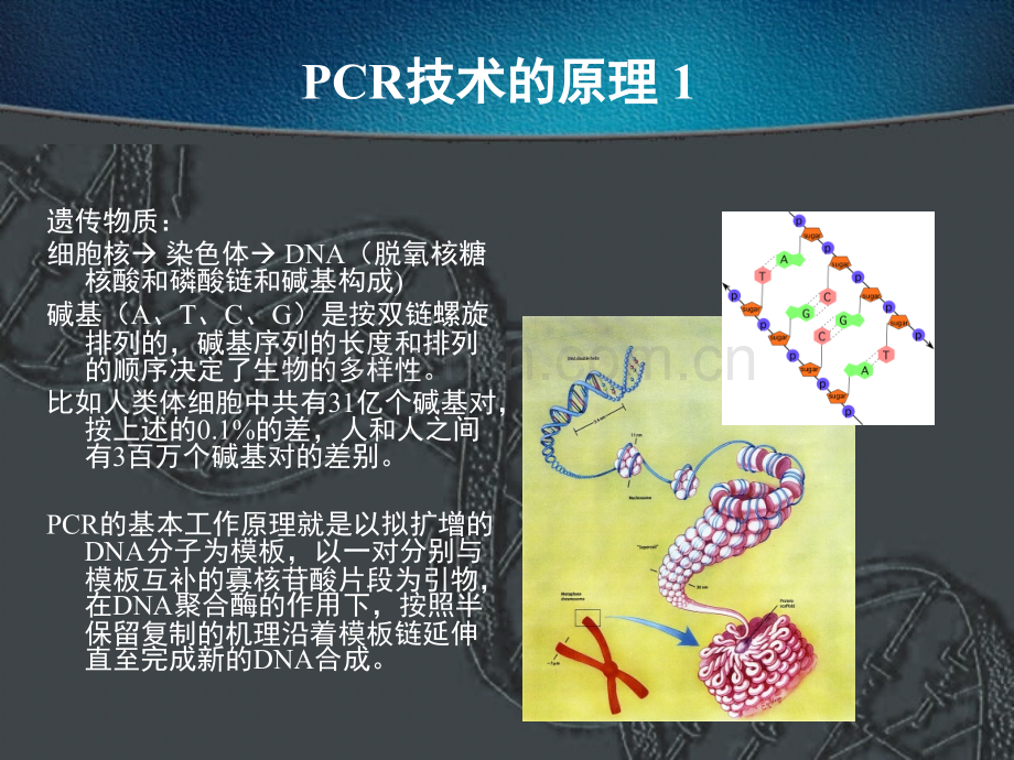 PCR技术的原理操作及应用-医学课件.ppt_第3页