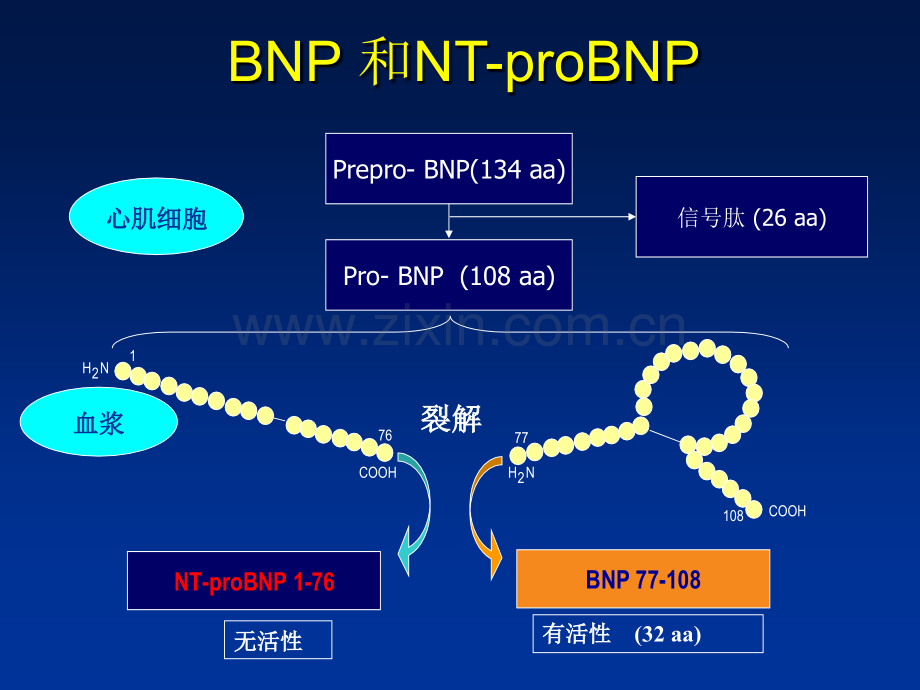 BNP检查意义全解医学知识讲解讲义.ppt_第2页