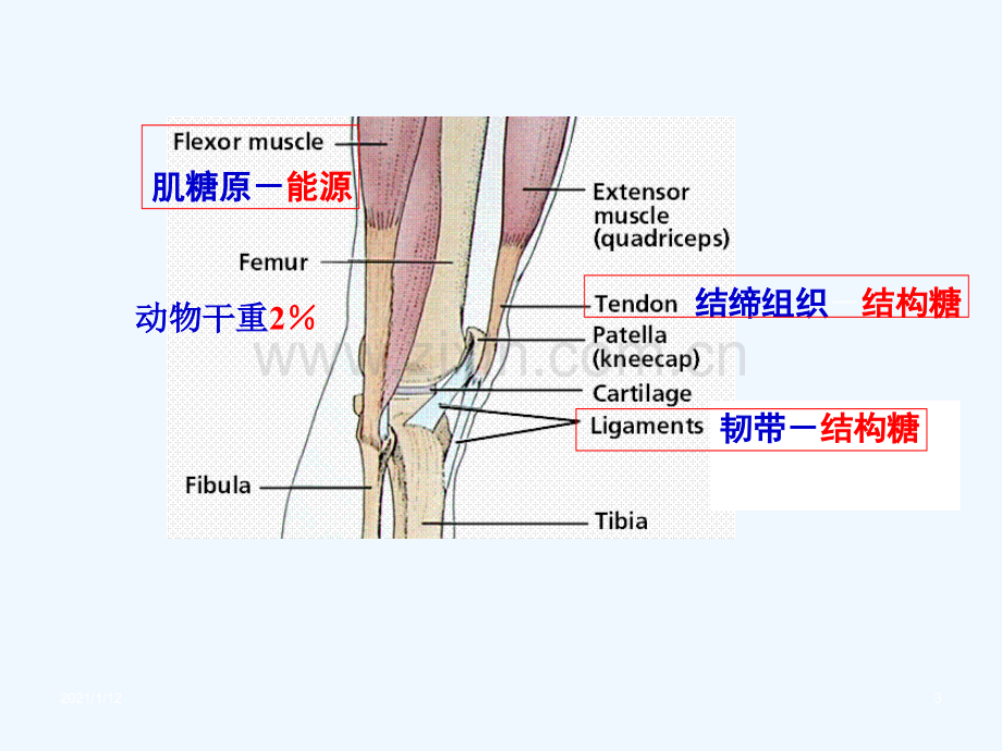 糖类和糖生物学.ppt_第3页