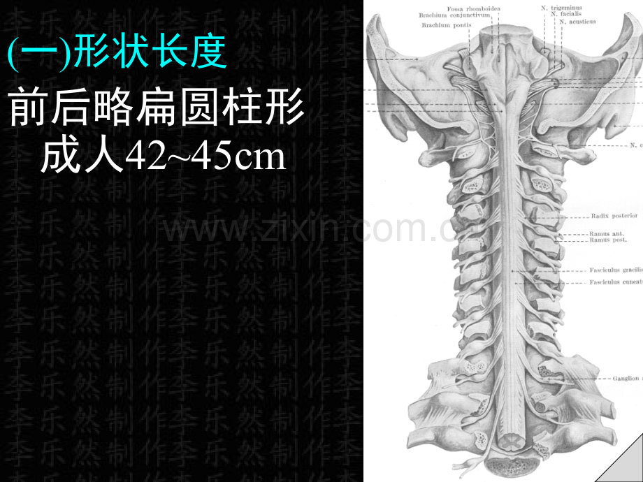 脊髓解剖彩色图谱.ppt_第2页