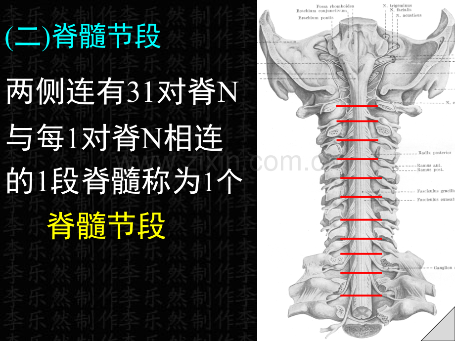 脊髓解剖彩色图谱.ppt_第3页