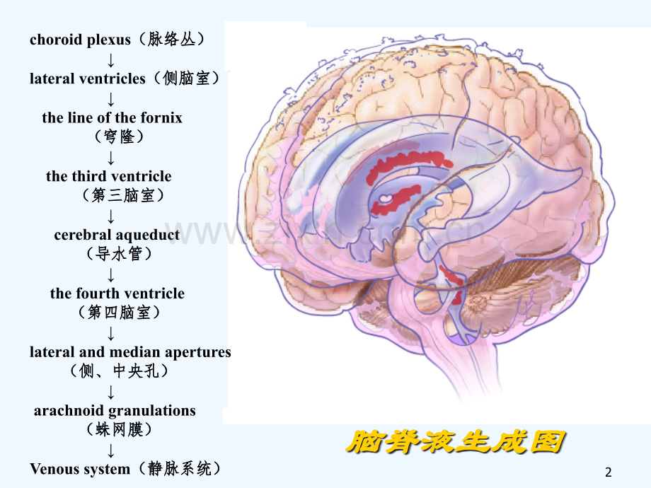 诊断学脑脊液及浆膜腔积液检查胡昕.pptx_第2页