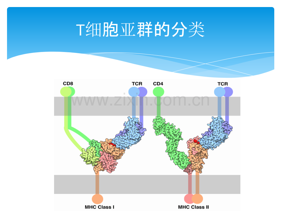 T淋巴细胞亚群和其临床意义宣教讲义.ppt_第2页