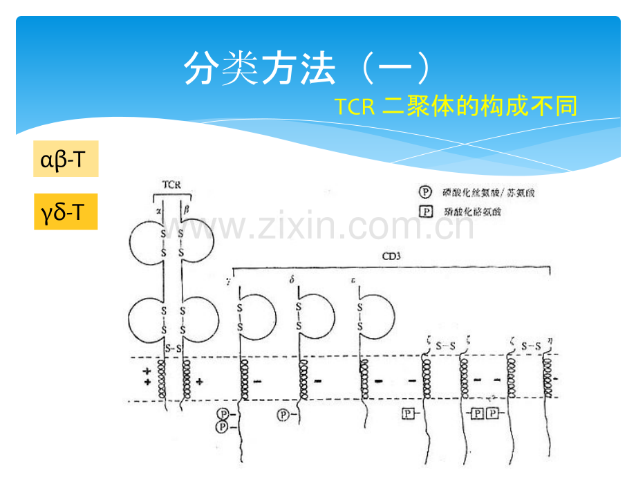 T淋巴细胞亚群和其临床意义宣教讲义.ppt_第3页