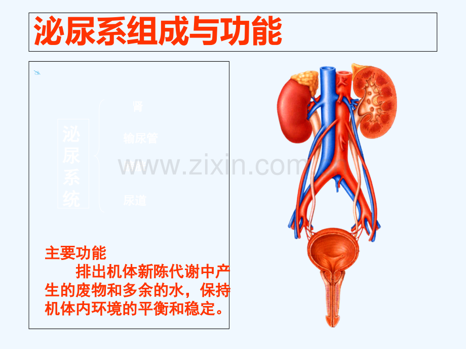 留置导尿与尿管护理.ppt_第3页