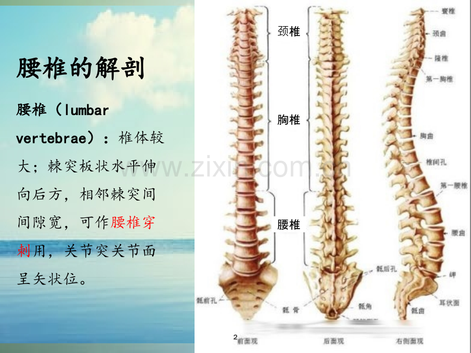 PPT医学课件腰椎骨折病人的护理讲义.ppt_第2页