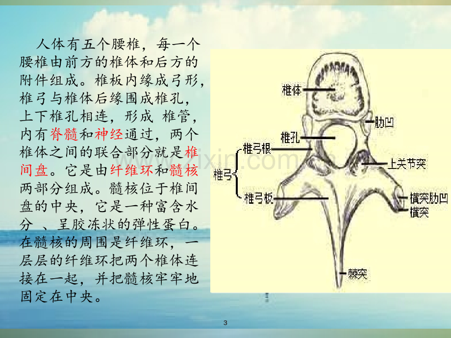 PPT医学课件腰椎骨折病人的护理讲义.ppt_第3页