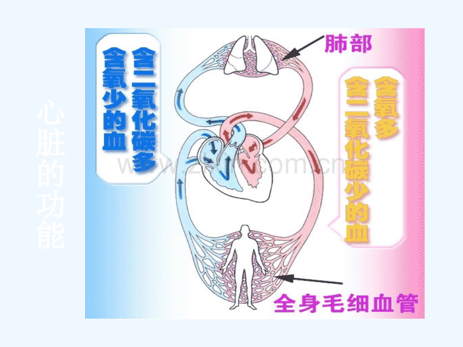 心力衰竭的临床表现及处理措施.ppt_第3页