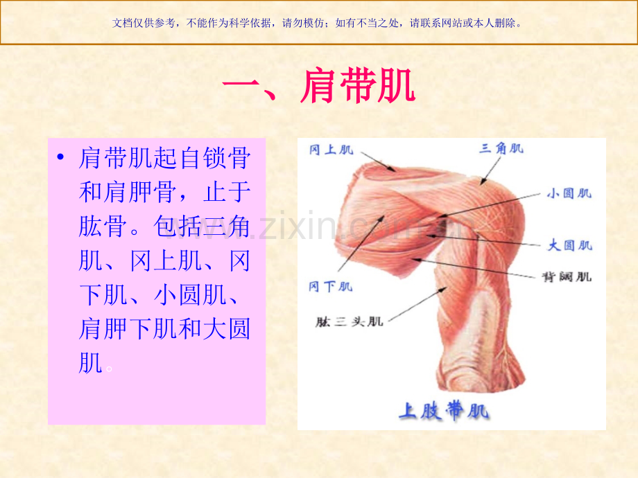 人体解剖骨骼肌上肢肌课件.ppt_第1页