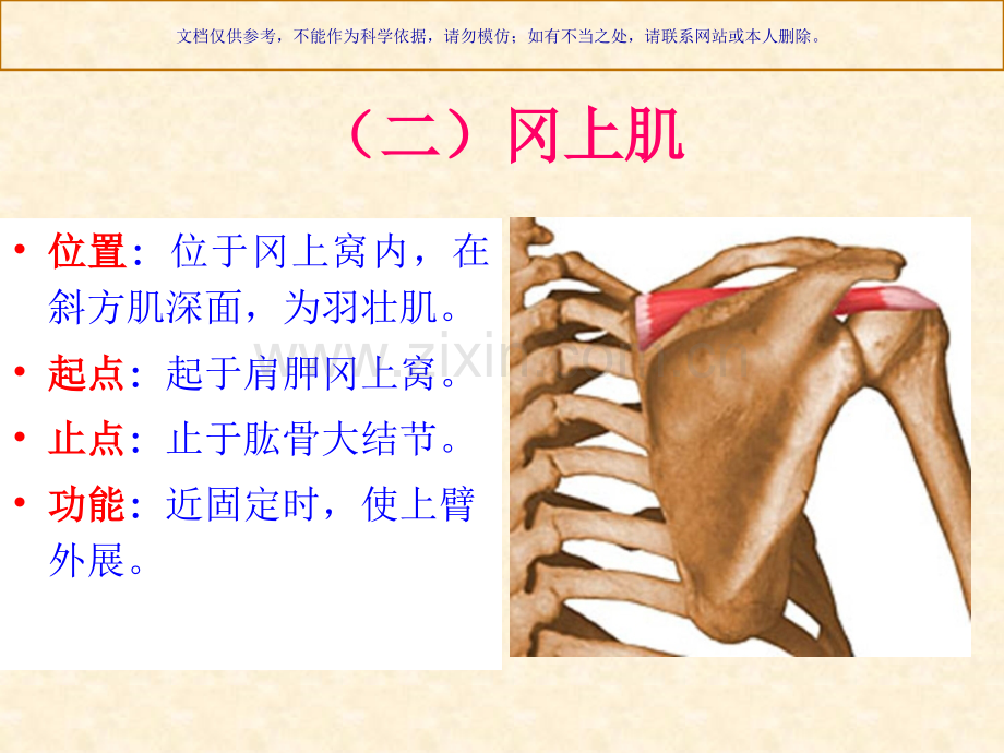 人体解剖骨骼肌上肢肌课件.ppt_第3页