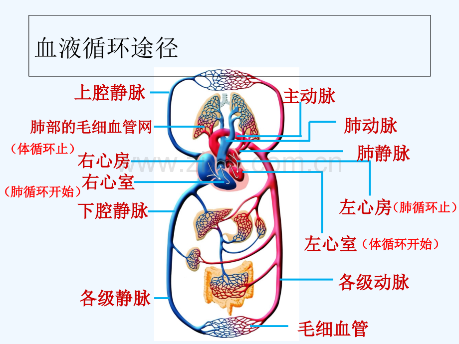 血液循环的路线.pptx_第3页