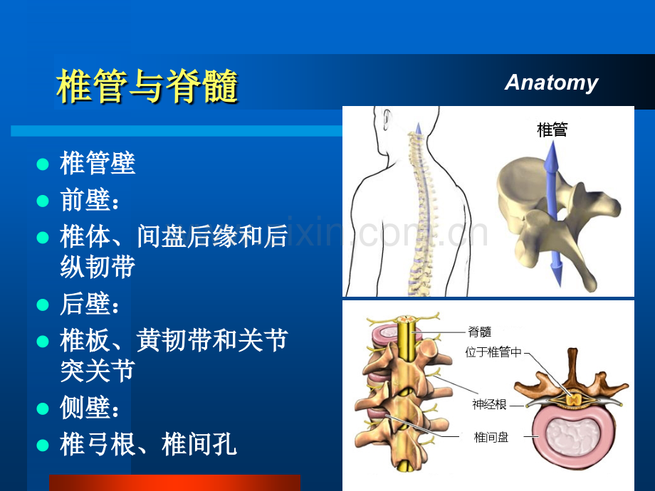 PPT医学课件脊髓损伤发病机制及护理要点讲义.ppt_第2页