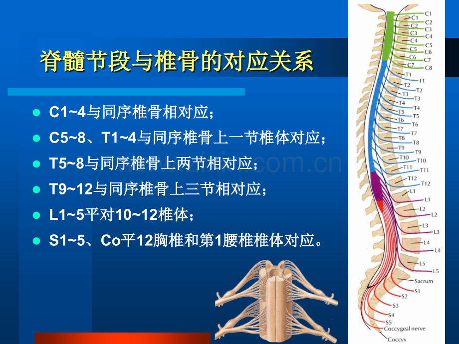 PPT医学课件脊髓损伤发病机制及护理要点讲义.ppt_第3页