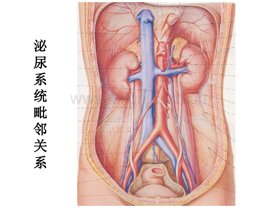 泌尿系统影像表现及常见疾病影像诊断.ppt_第2页