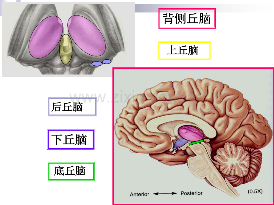 医学丘脑结构和功能宣教专题课件.ppt_第2页