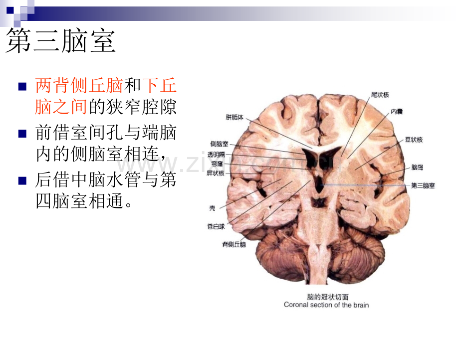 医学丘脑结构和功能宣教专题课件.ppt_第3页