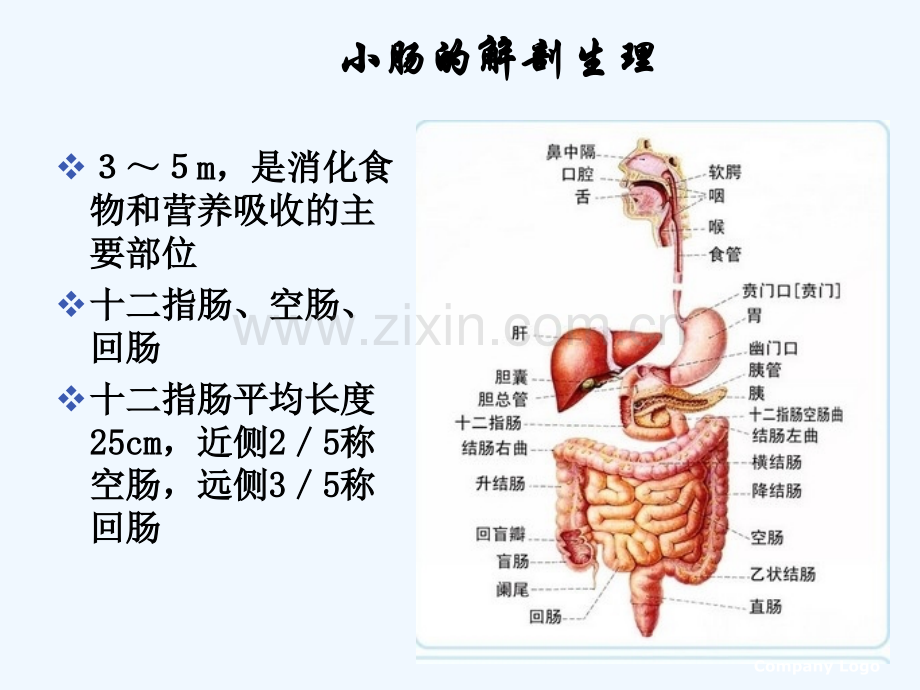 肠梗阻护理查房薄盼盼.pptx_第2页