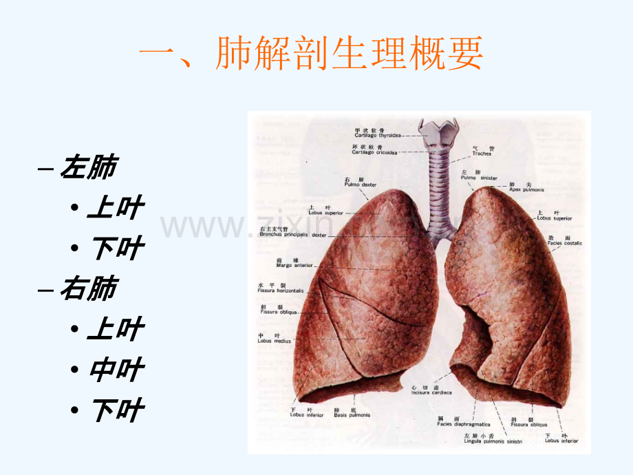 肺癌护理查房.pptx_第3页