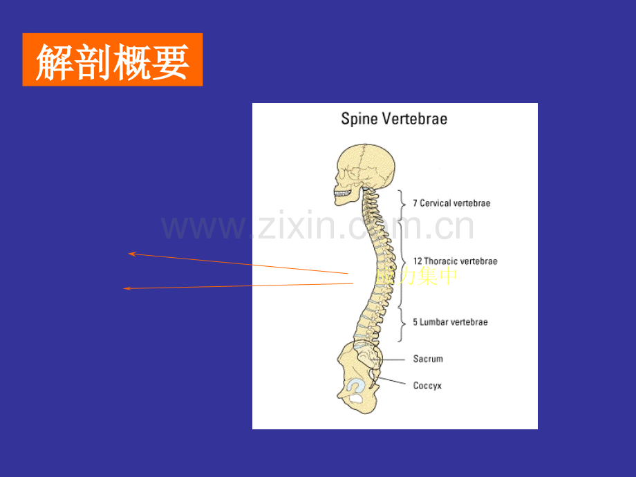 PPT医学课件腰椎间盘突出症讲义.ppt_第1页