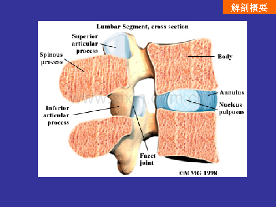 PPT医学课件腰椎间盘突出症讲义.ppt_第3页