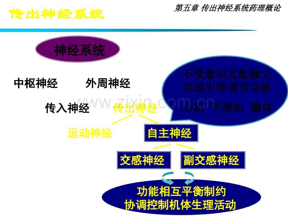 传出神经系统药理概论..ppt_第3页