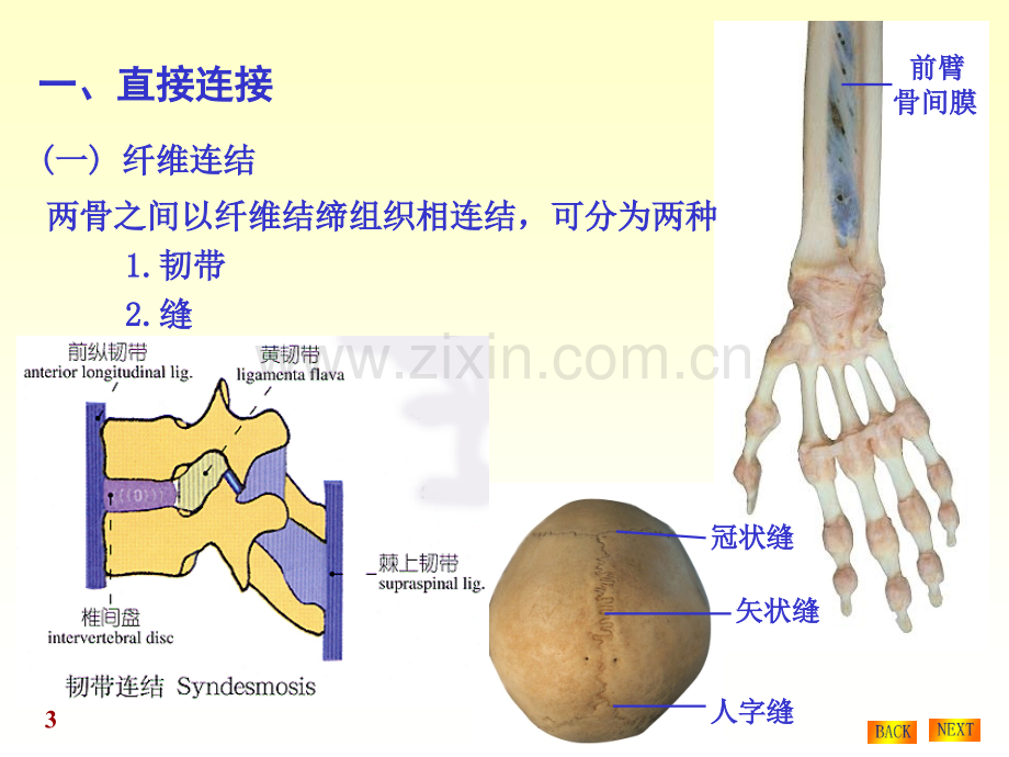 关节学总论专业知识讲座PPT培训课件.ppt_第3页