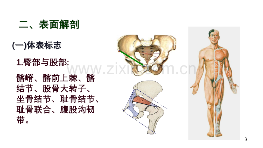 局部解剖学-下肢.ppt_第3页